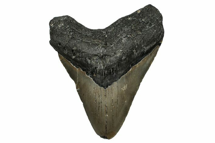 Serrated, Fossil Megalodon Tooth - North Carolina #338575